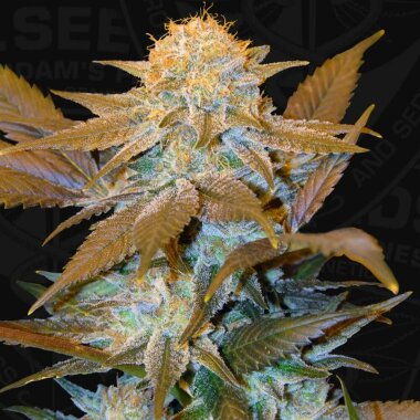 T.H. Seeds Critical HOG™ - 5 feminisierte Samen