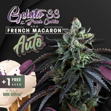 T.H. Seeds Auto French Macaron - 6 Autoflower Samen