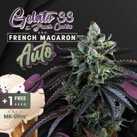 T.H. Seeds Auto French Macaron - 6 Autoflower Samen