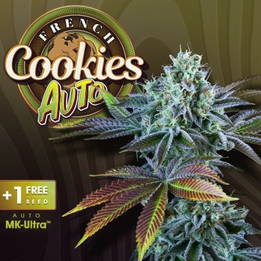 T.H. Seeds Auto French Cookies - 6 Autoflower Samen