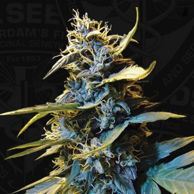 T.H. Seeds AUTO Northern HOG™ - 6 Autoflower Samen