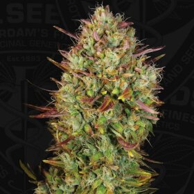 T.H. Seeds AUTO MK-Ultra™ - 5 Autoflower Samen