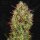 T.H. Seeds AUTO MK-Ultra™ - 5 Autoflower Samen