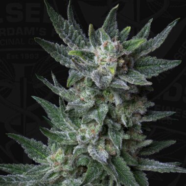 T.H. Seeds AUTO Bubblegum - 5 Autoflower Samen