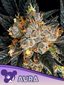 Anesia Seeds Apricot Oreoz - 3 feminized seeds