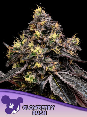 Anesia Seeds Glowberry Rush - 3 feminisierte Samen