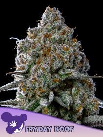 Anesia Seeds Fryday Boof - 3 feminisierte Samen