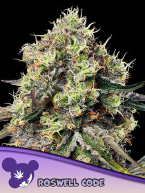 Anesia Seeds Roswell Code - 3 feminisierte Samen