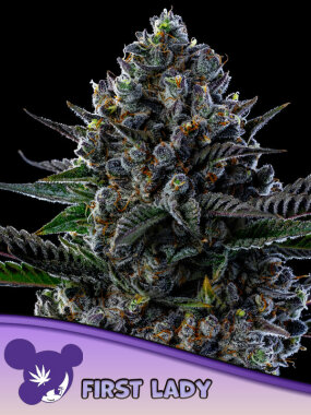 Anesia Seeds Privileged Baddie - 3 feminisierte Samen