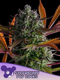 Anesia Seeds Strawberry Pop Rocks - 3 feminisierte Samen