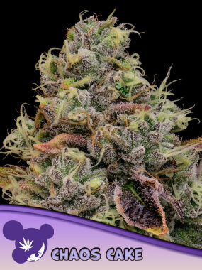 Anesia Seeds Chaos Cake - 3 feminisierte Samen