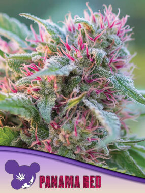 Anesia Seeds Sinai (Landrace Collection) - 3 feminisierte...