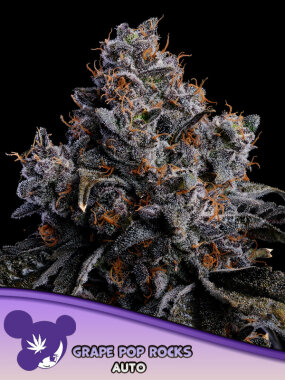 Anesia Seeds Grape Pop Rocks AUTO - 3 autoflowering Samen