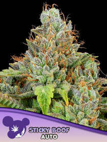 Anesia Seeds Sticky Boof AUTO - 3 autoflowering Samen