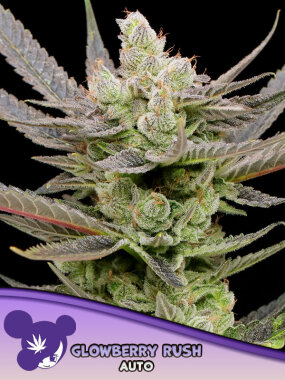 Anesia Seeds Glowberry Rush AUTO - 3 autoflowering Samen