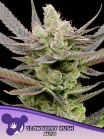 Anesia Seeds Banana Kush Auto - 3 automated seeds