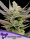 Anesia Seeds Glowberry Rush AUTO - 3 autoflowering Samen