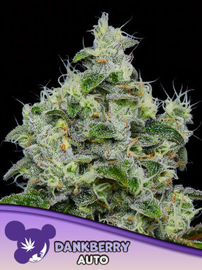 Anesia Seeds Banana Kush Auto - 3 automated seeds