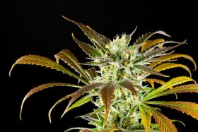 Kannabia Seed Company Amnesi-K Haze - 5 feminisierte Samen