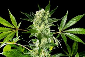 Kannabia Seed Company Amnesi-K Haze - 5 feminisierte Samen