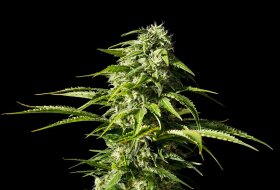 Kannabia Seed Company Big Bull - 3 feminisierte Samen