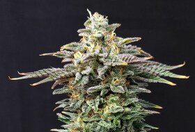 Kannabia Seed Company Cherry Dream - 3 feminisierte Samen