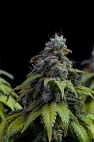 Kannabia Seed Company Cherry Dream - 3 feminisierte Samen