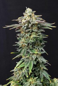 Kannabia Seed Company Cherry Dream - 3 feminisierte Samen