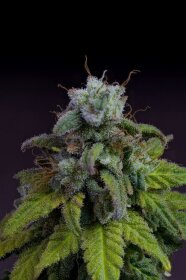 Kannabia Seed Company Cherry Dream - 3 feminisierte Samen