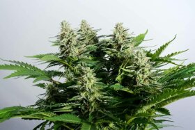 Kannabia Seed Company Colombian Jack - 3 feminisierte Samen