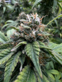 Kannabia Seed Company Colombian Jack - 3 feminisierte Samen