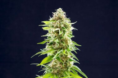 Kannabia Seed Company Cookies Haze - 3 feminisierte Samen