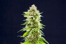 Kannabia Seed Company Cookies Haze - 3 feminisierte Samen