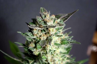 Kannabia Seed Company Diesel Glue - 3 feminisierte Samen