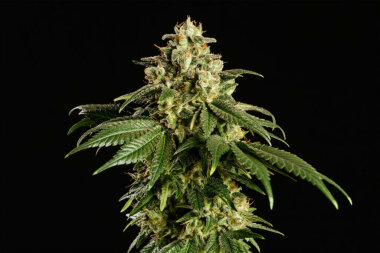 Kannabia Seed Company Dream Sherbet - 3 feminisierte Samen