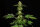 Kannabia Seed Company Dream Sherbet - 3 feminisierte Samen