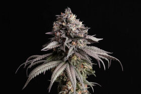 Kannabia Seed Company Gelato-K - 3 feminisierte Samen