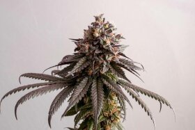 Kannabia Seed Company Gelato-K - 3 feminisierte Samen