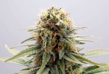 Kannabia Seed Company GSC - 3 feminisierte Samen