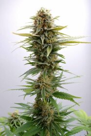 Kannabia Seed Company GSC - 3 feminisierte Samen