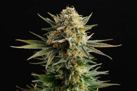 Kannabia Seed Company Gypsy Kush - 3 feminisierte Samen