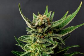 Kannabia Seed Company Gypsy Kush - 3 feminisierte Samen