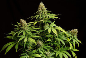 Kannabia Seed Company Hellfire OG - 3 feminisierte Samen