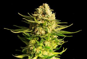 Kannabia Seed Company Indica Cream - 3 feminisierte Samen