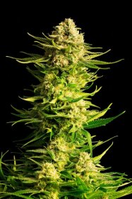 Kannabia Seed Company Indica Cream - 3 feminisierte Samen