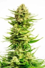 Kannabia Seed Company Indica Cream - 3 feminisierte Samen