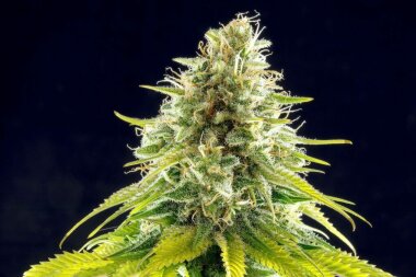 Kannabia Seed Company Mataro Blue - 3 feminisierte Samen