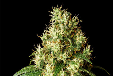 Kannabia Seed Company Mimosa Dream - 3 feminisierte Samen