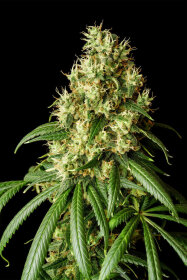 Kannabia Seed Company Mimosa Dream - 3 feminisierte Samen