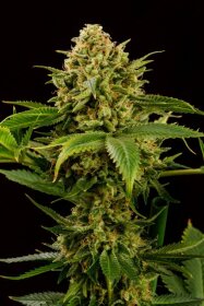 Kannabia Seed Company Monkey Grease - 3 feminisierte Samen